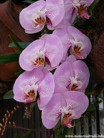 08Orchidee060409.JPG
