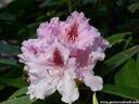08Rhododendron240409.JPG