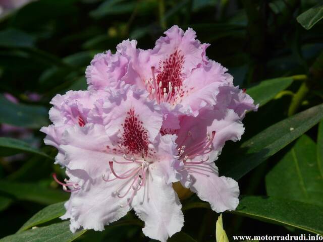 08Rhododendron240409.JPG