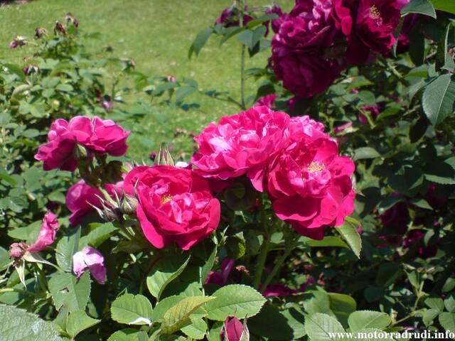 08Rosen100608.JPG