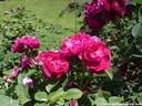 08Rosen100608.JPG