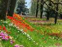 08Tulpen240409.JPG