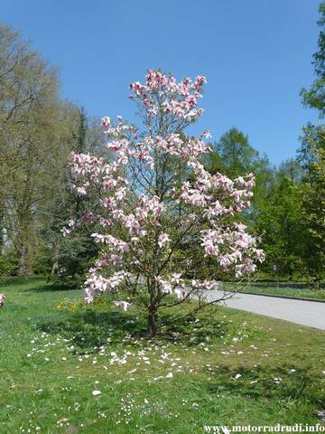 09Mainau240409.JPG
