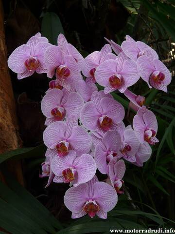 09Orchidee060409.JPG