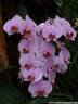 09Orchidee060409.JPG