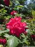 09Rose100608.JPG