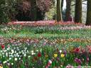 09Tulpen240409.JPG