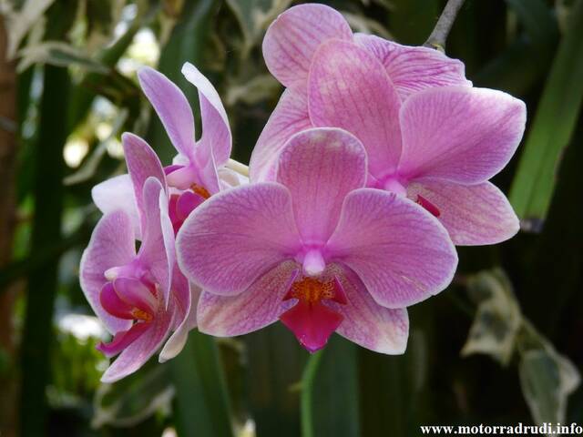 10Orchidee060409.JPG