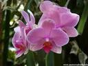 10Orchidee060409.JPG