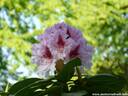 10Rhododendron240409.JPG