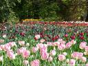 10Tulpen240409.JPG