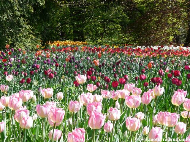 10Tulpen240409.JPG