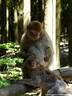 11Berberaffen200509.JPG