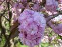 11Mainau240409.JPG