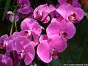 11Orchidee240409.JPG