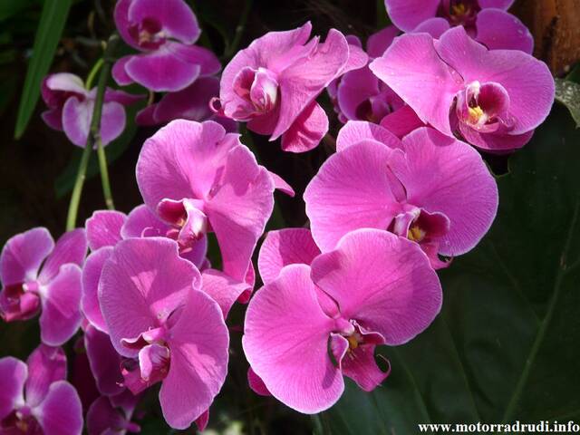 11Orchidee240409.JPG