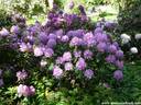 11Rhododendron200509.JPG