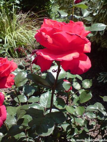 11Rose100608.JPG
