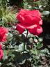 11Rose100608.JPG