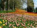 11Tulpen240409.JPG