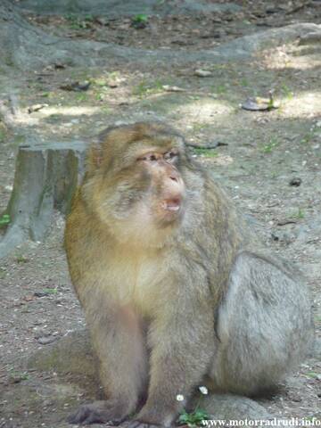 12Berberaffe200509.JPG