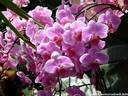 12Orchidee240409.JPG