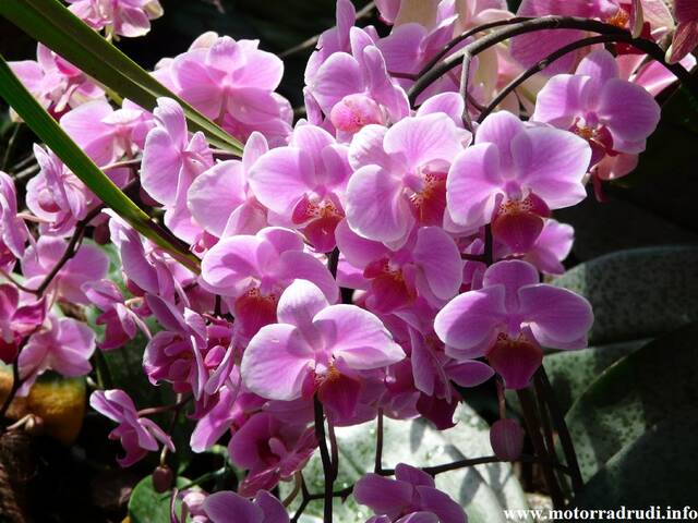 12Orchidee240409.JPG