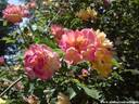 12Rosen100608.JPG