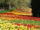 12Tulpen240409.JPG