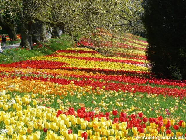 12Tulpen240409.JPG
