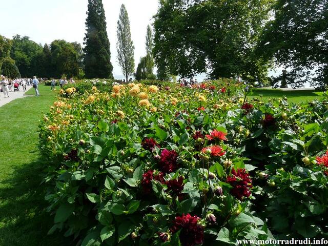 13Dahlien260808.JPG