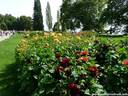 13Dahlien260808.JPG