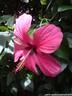 13Hibiskus100608.JPG