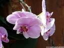 13Orchidee240409.JPG
