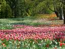 13Tulpen240409.JPG