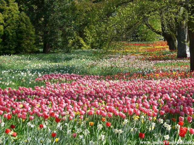 13Tulpen240409.JPG