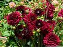 14Dahlien260808.JPG