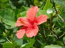 14Hibiskus260808.JPG
