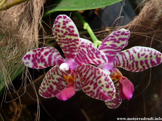14Orchidee060409.JPG