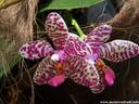 14Orchidee060409.JPG