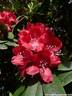 14Rhododendron200509.JPG