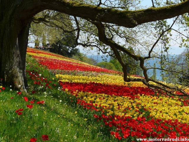 14Tulpen240409.JPG