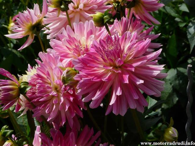 15Dahlien260808.JPG