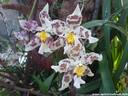 15Orchidee170407.JPG
