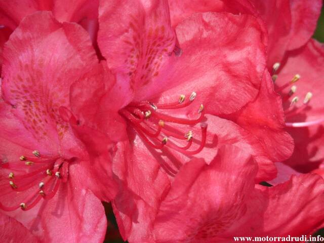 15Rhododendron200509.JPG