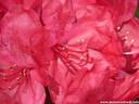 15Rhododendron200509.JPG
