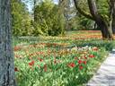 15Tulpen240409.JPG