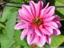 16Dahlie260808.JPG