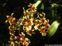 16Orchidee170407.JPG