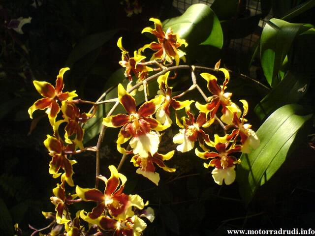 16Orchidee170407.JPG